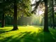 gartengestaltung-unter-tannen-tipps-fuer-einen-gruenen-teppich-im-schatten